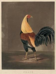 Peace (cock In Feather) Peace (cock In Feather)