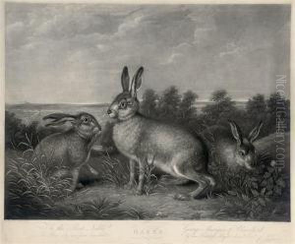 Hares - view 1