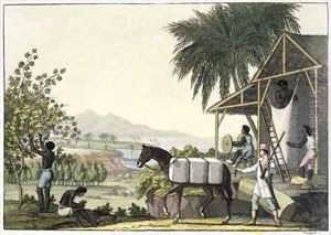 Cotton making Dutch Antilles East Indies by Paolo Fumagalli