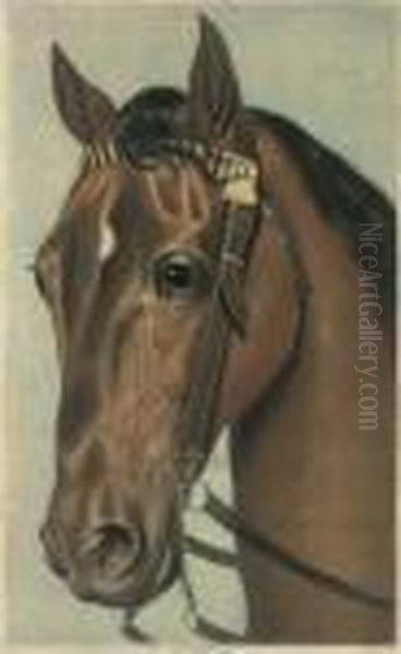 My Horse - view 1
