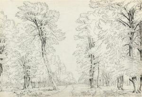 The Road Home Through The Trees - view 1