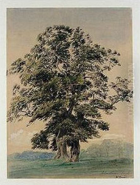 Study Of A Tree In Blenheim Park - view 1