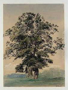 Study Of A Tree In Blenheim Park Study Of A Tree In Blenheim Park