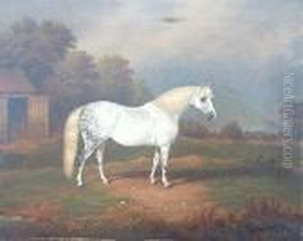 A Dapple Grey Horse - view 1