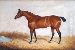 Portrait Ofa Chestnut Hunter, In A Stable