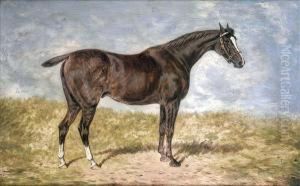 Portrait Ofthe Dark Bay Racehorse Warrior