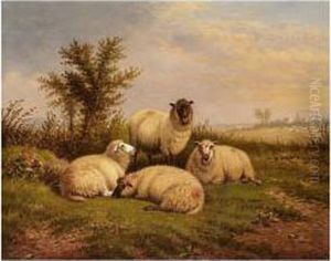Sheep Grazing Sheep Grazing