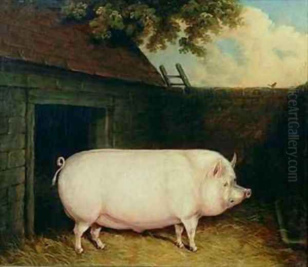 A Pig in its Sty - view 1