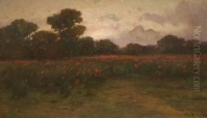 Campo De Amapolas