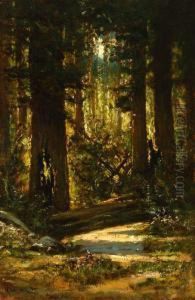 Forest Interior by Manuel Valencia