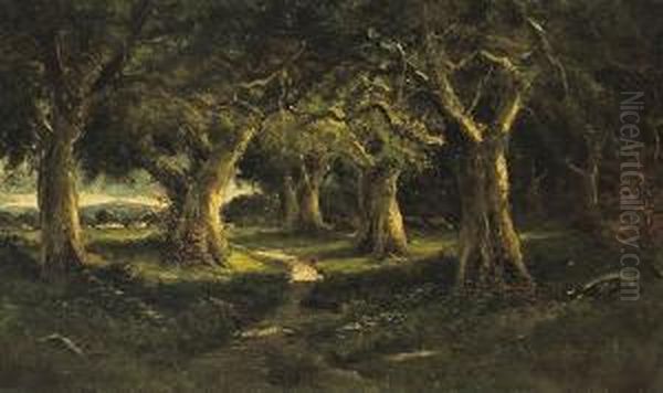 Sunlit Path Through The Woods - view 1