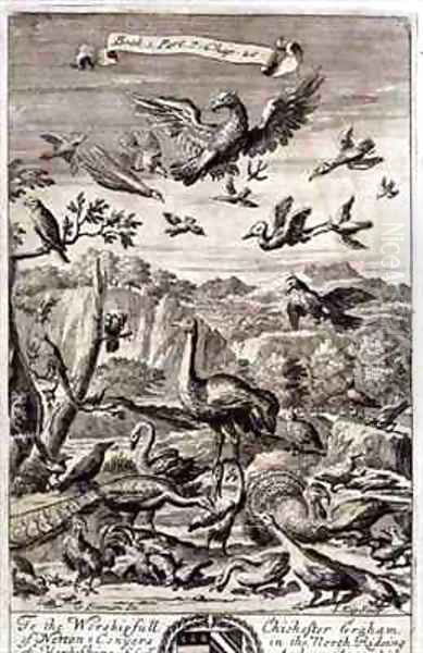 A Variety of Birds - view 1