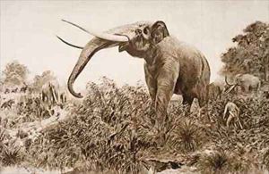 The Chatham Elephant