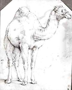 Camel by Battista Franco