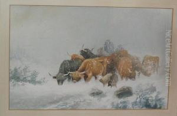 Farmers Herding Highland Cattle In A Snowstorm - view 1