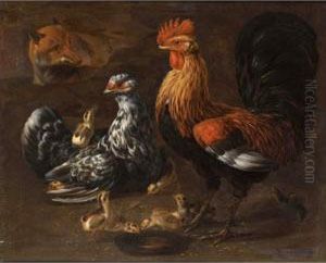 Bantams Surprised By A Fox