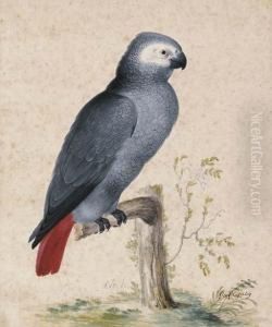 A West African Gray Parrot by Jan Gerritsz van Bronchorst