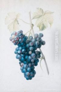 Une Grappe De Raisin Noir