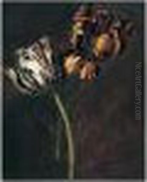 A Study Of Variegated Tulips - view 1
