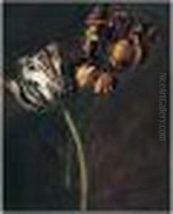 A Study Of Variegated Tulips