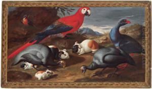Anversa - Venezia Circa 1712) Natura Morta Con Pappagallo E Uccelli by Jacob van der (Giacomo da Castello) Kerckhoven