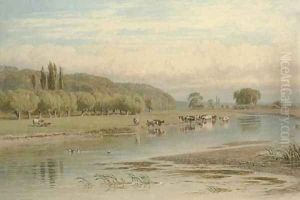 Cattle watering on the Thames