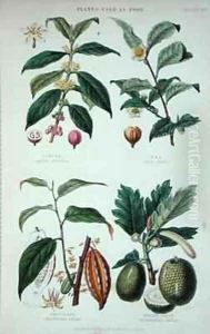 Coffee Tea Chocolate and Breadfruit by W. Fitch