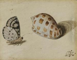 An Arrowhead Blue (glaucopsyche 
Piasus) Butterfly And A Scotch Bonnet (phalium Granulatum) Sea Shell