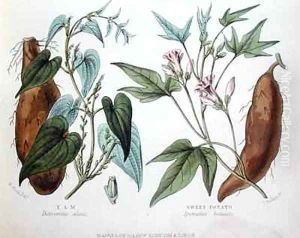 Yam and Sweet Potato by W. Fitch