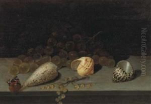 Shells, A Brunch Of White Grapes, White Currants And A Butterfly Ona Ledge by Balthasar Van Der Ast