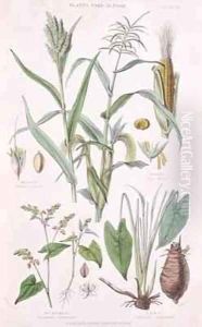 Millet Maize Buckwheat and Taro by W. Fitch