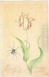 A Tulip 'merveille Breughel' And Spider