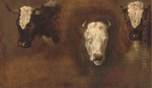 Three Studies Of Bulls' Heads