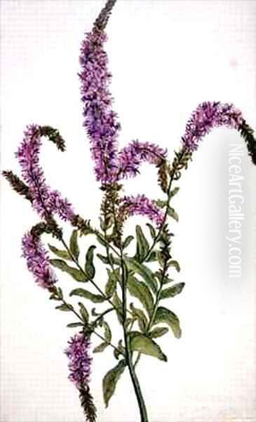 Purple Spiked Willow Herb Epilobium - view 1