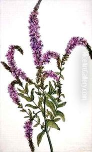 Purple Spiked Willow Herb Epilobium by Amelia Fancourt