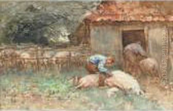 Shearing Sheep On The Farm - view 1