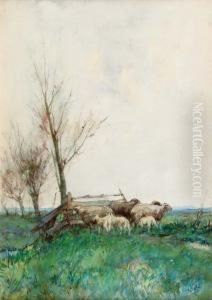 Sheep By A Fence