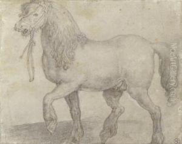 Equus Iuliacus: A Stallion Pacing To The Left - view 1