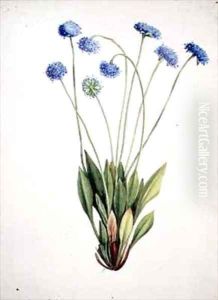 Brunonia australis by Adam Forster
