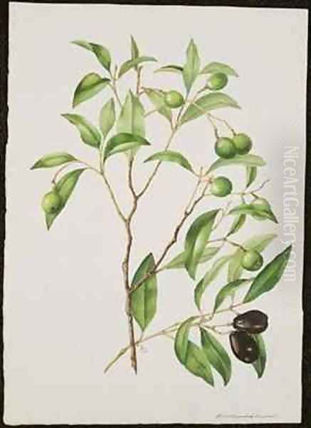 Green and Black Olives Endiandra sieber - view 1