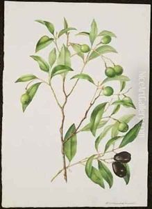 Green and Black Olives Endiandra sieber