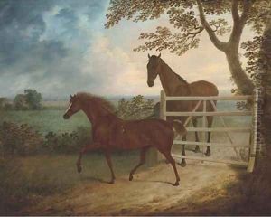 A mare and foal by a five bar gate