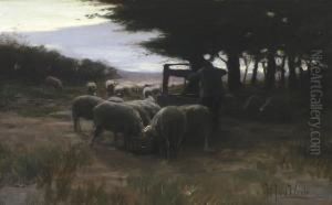 Sheep By A Well