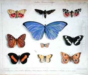 French and foreign butterflies by Feraud, Madame