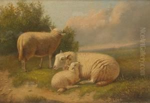 Sheep And A Lamb In A Pasture Sheep And A Lamb In A Pasture