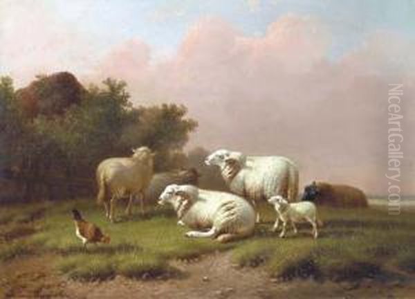 Sheep In A Meadow At Sunset - view 1