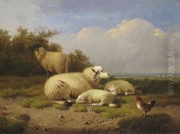 Schafe Und Huhn Auf Der
 Weide. - view 1