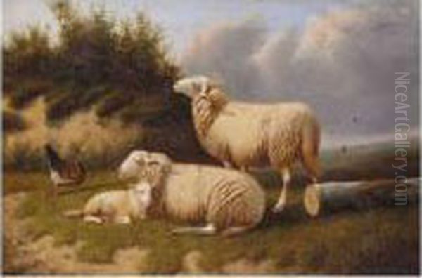 Sheep Resting - view 1