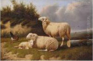 Sheep Resting