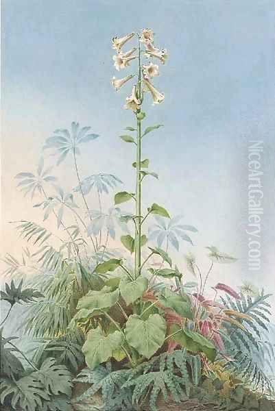 A Giant Lily (Cardocrinum giganteum) - view 1
